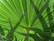 Palm Leaf and Sunshine